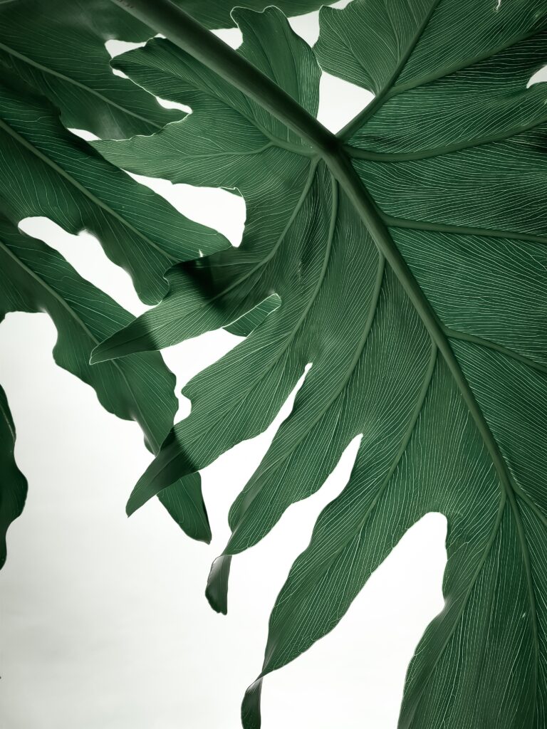 diferenta dintre sustenabil si eco-friendly